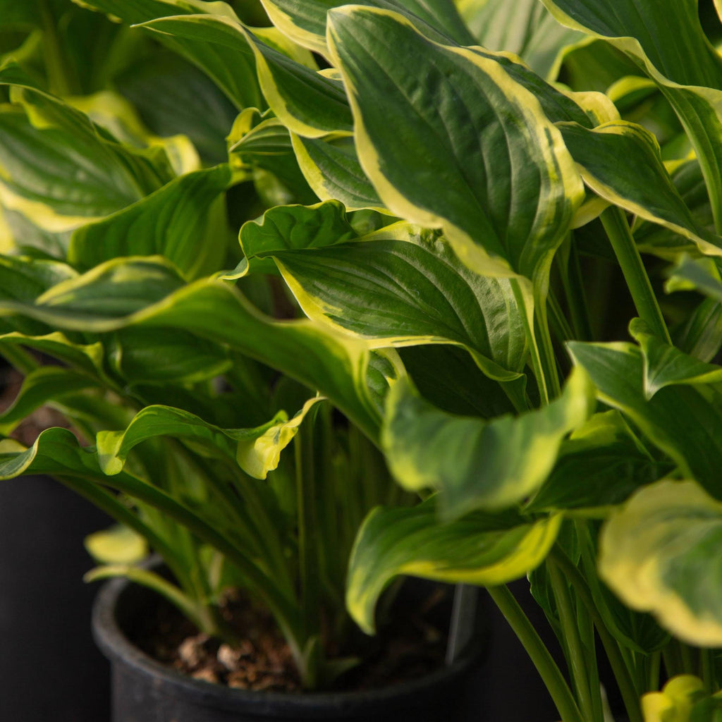 Hosta So Sweet