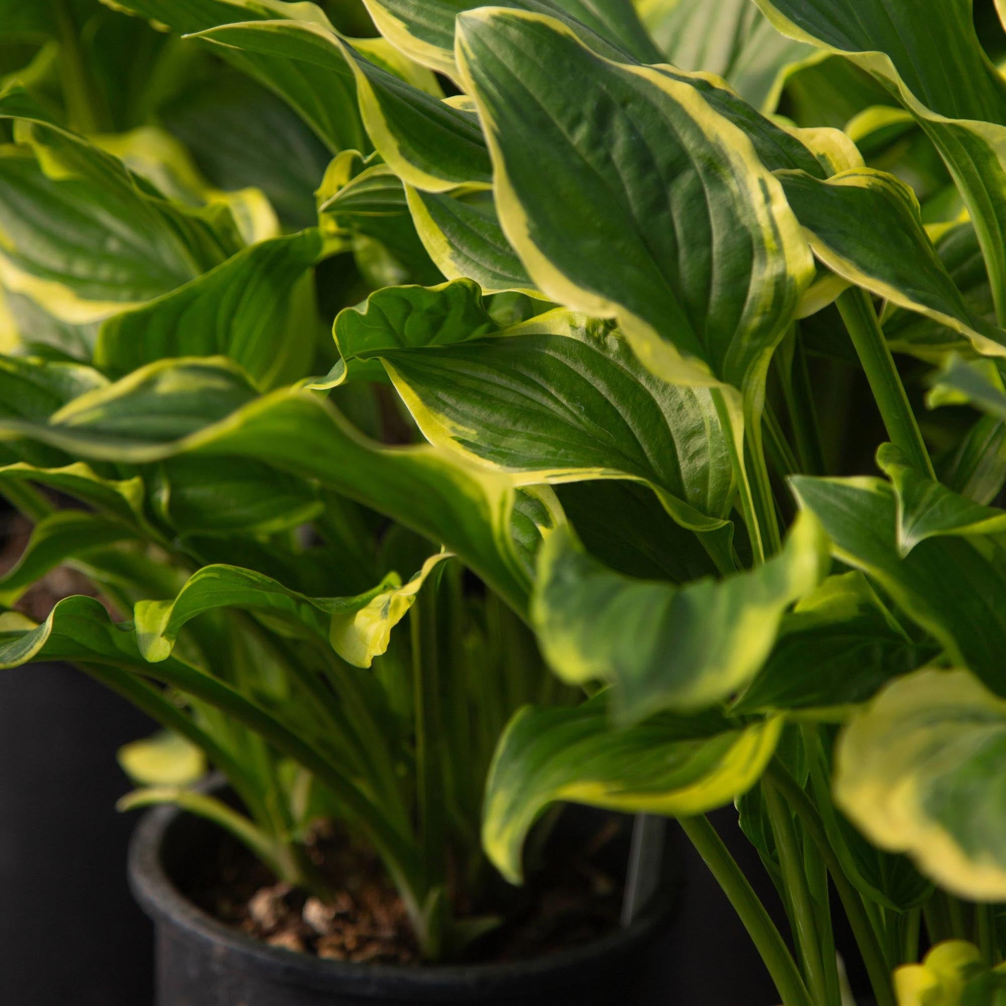Hosta So Sweet