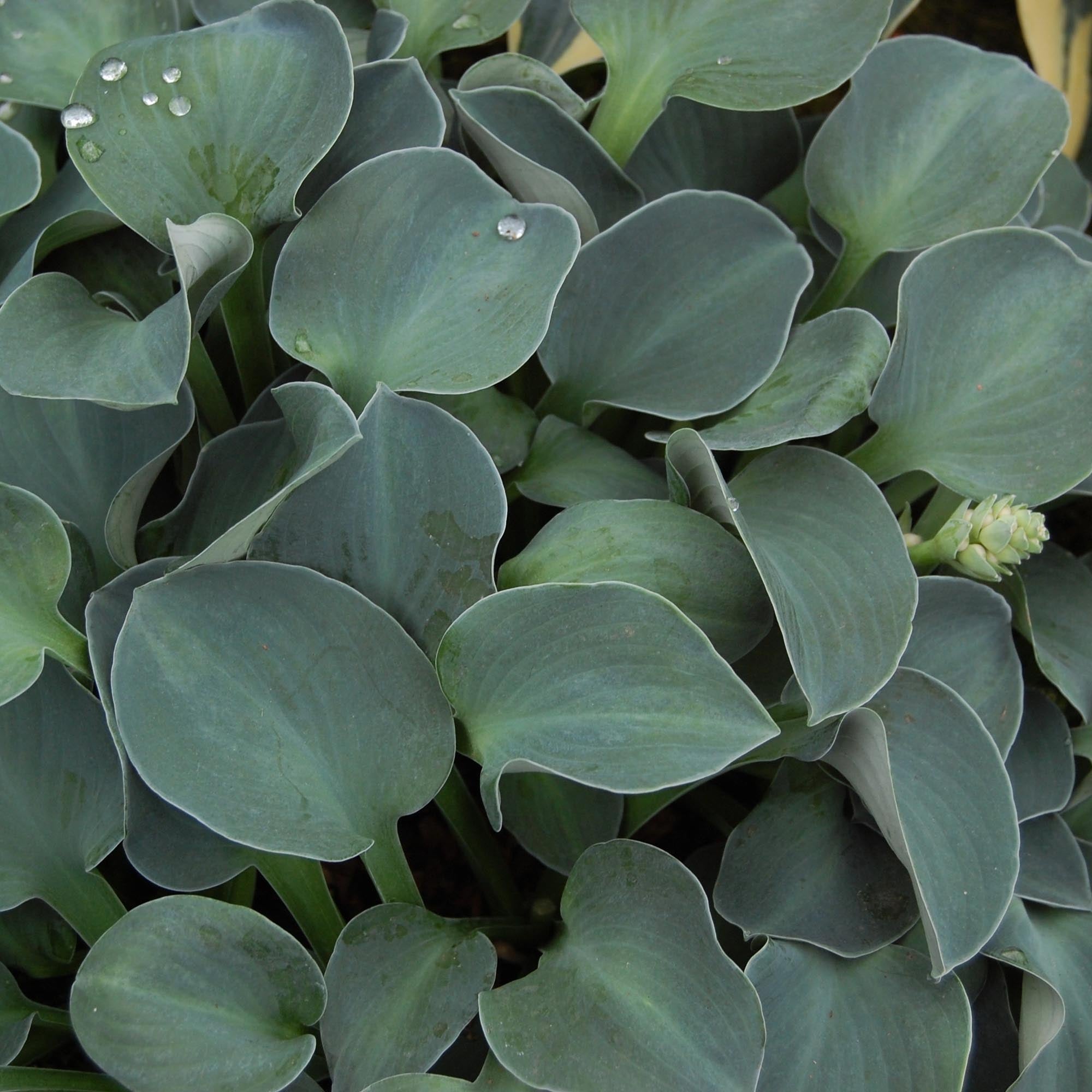 Blue Mouse Ears Hosta