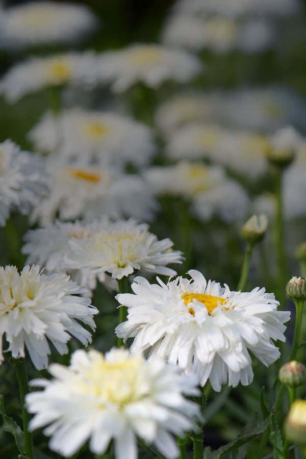 Up To 70% Off Perennials