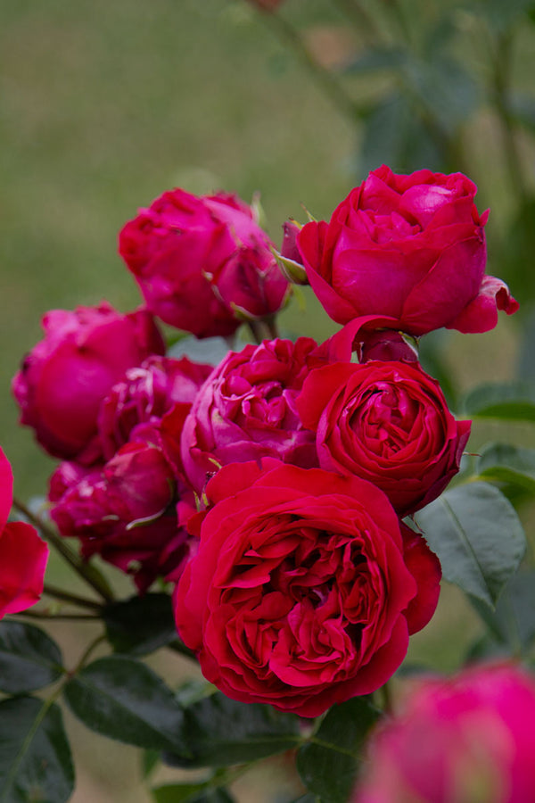 Up To 25% Off Rose Plants