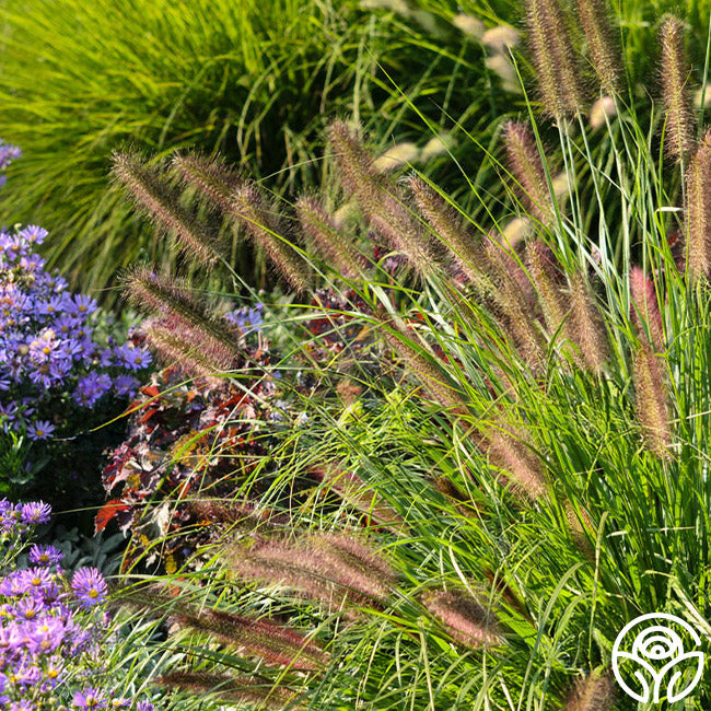 Hameln Dwarf Fountain Grass