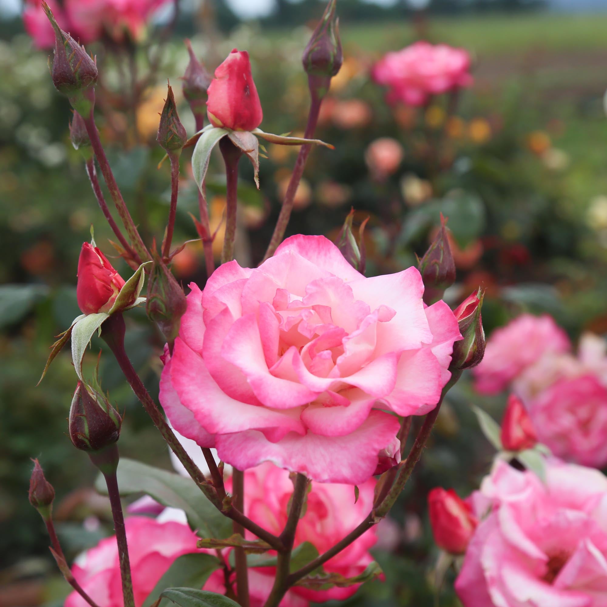 In Stock Roses – Page 10 – Heirloom