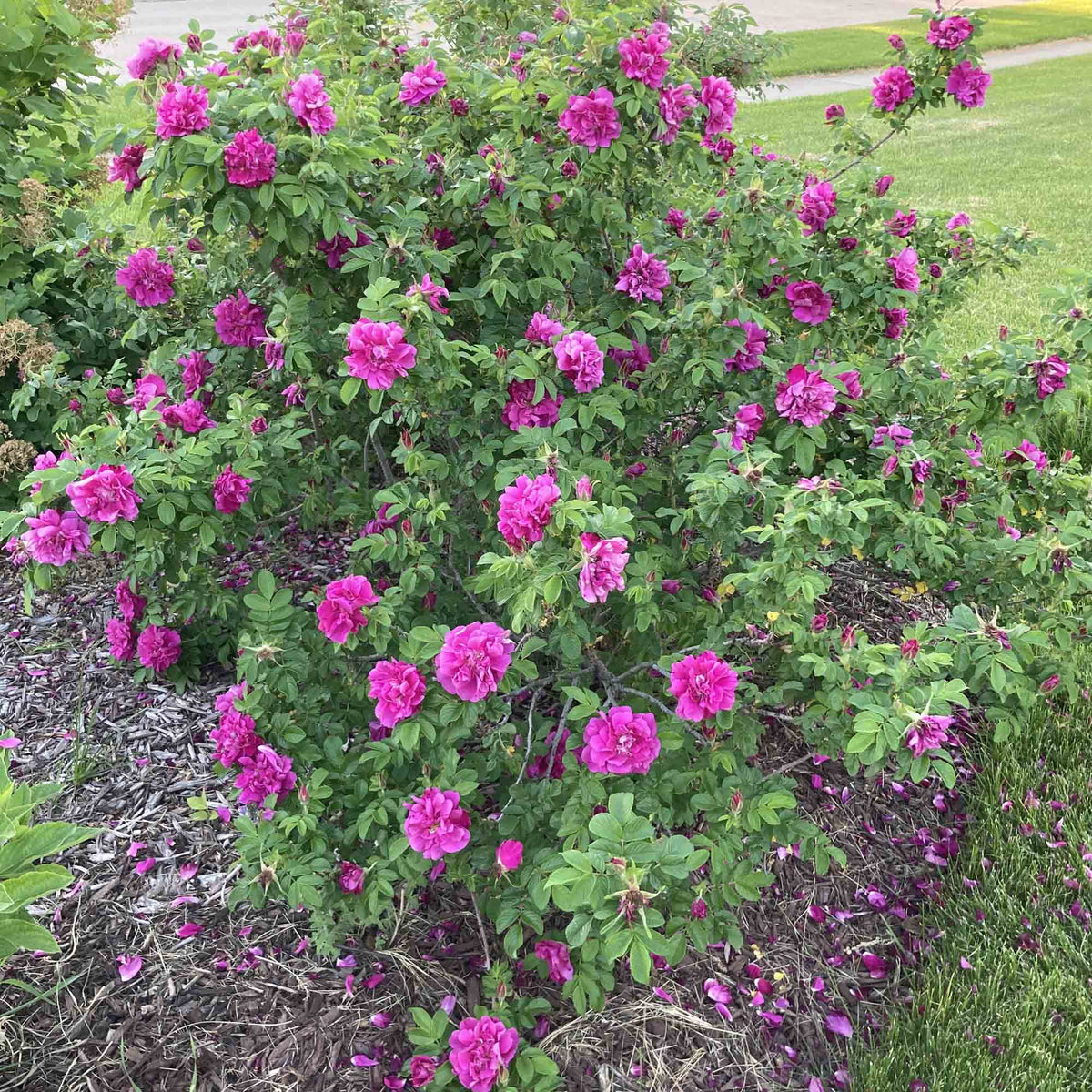 Hansa Rugosa Rose | Fragrant Rose Bush – Heirloom