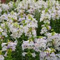Harlequin™ Lilac