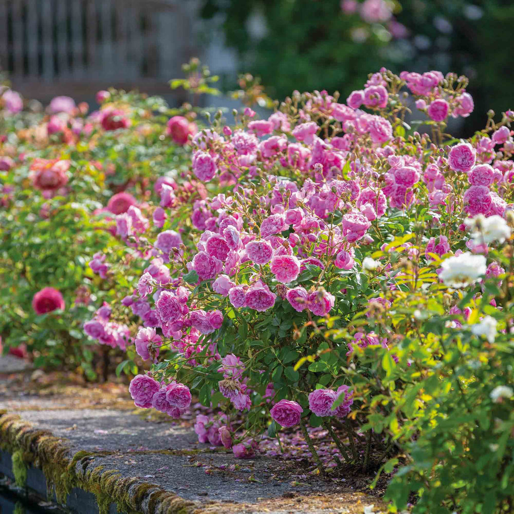 Harlow Carr™