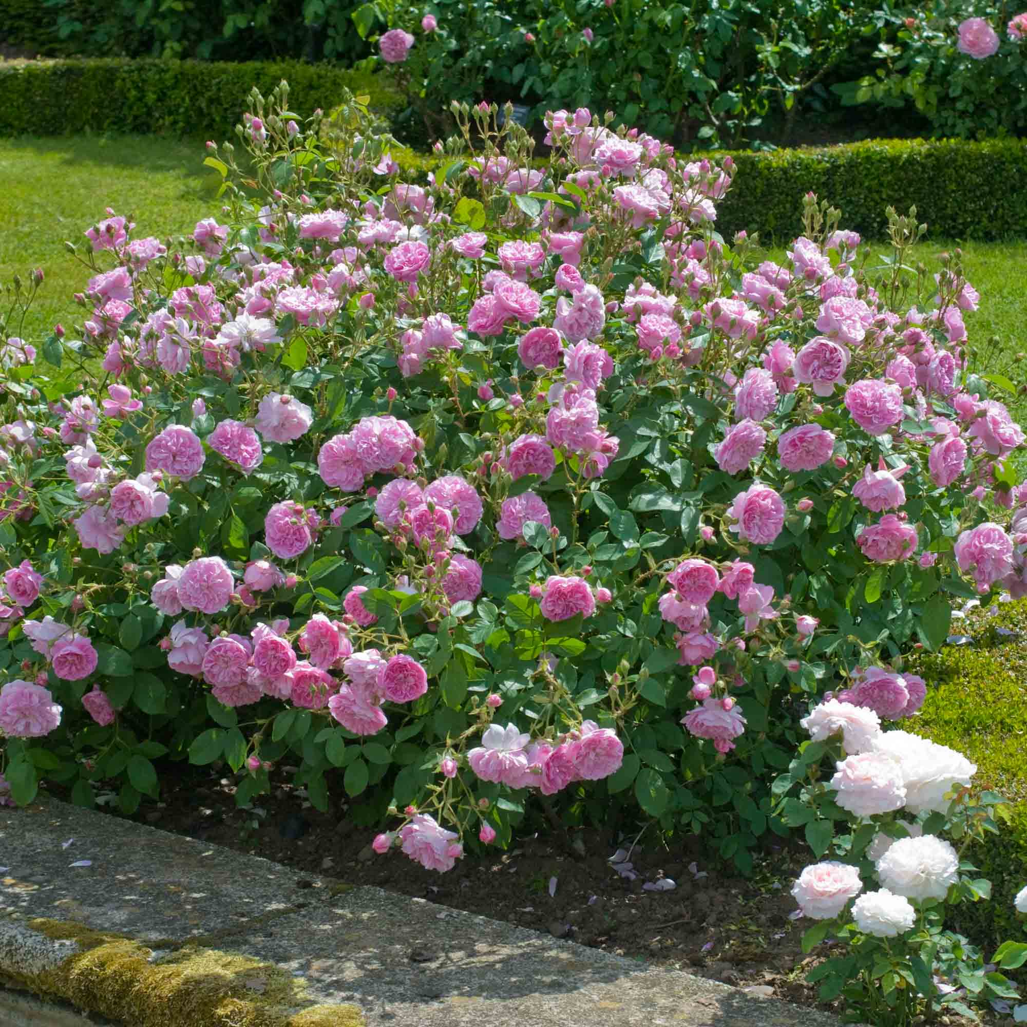 Harlow Carr™