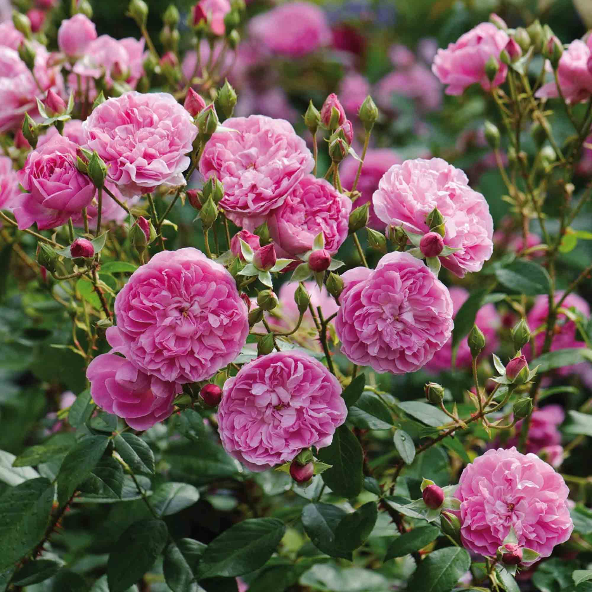 Harlow Carr™
