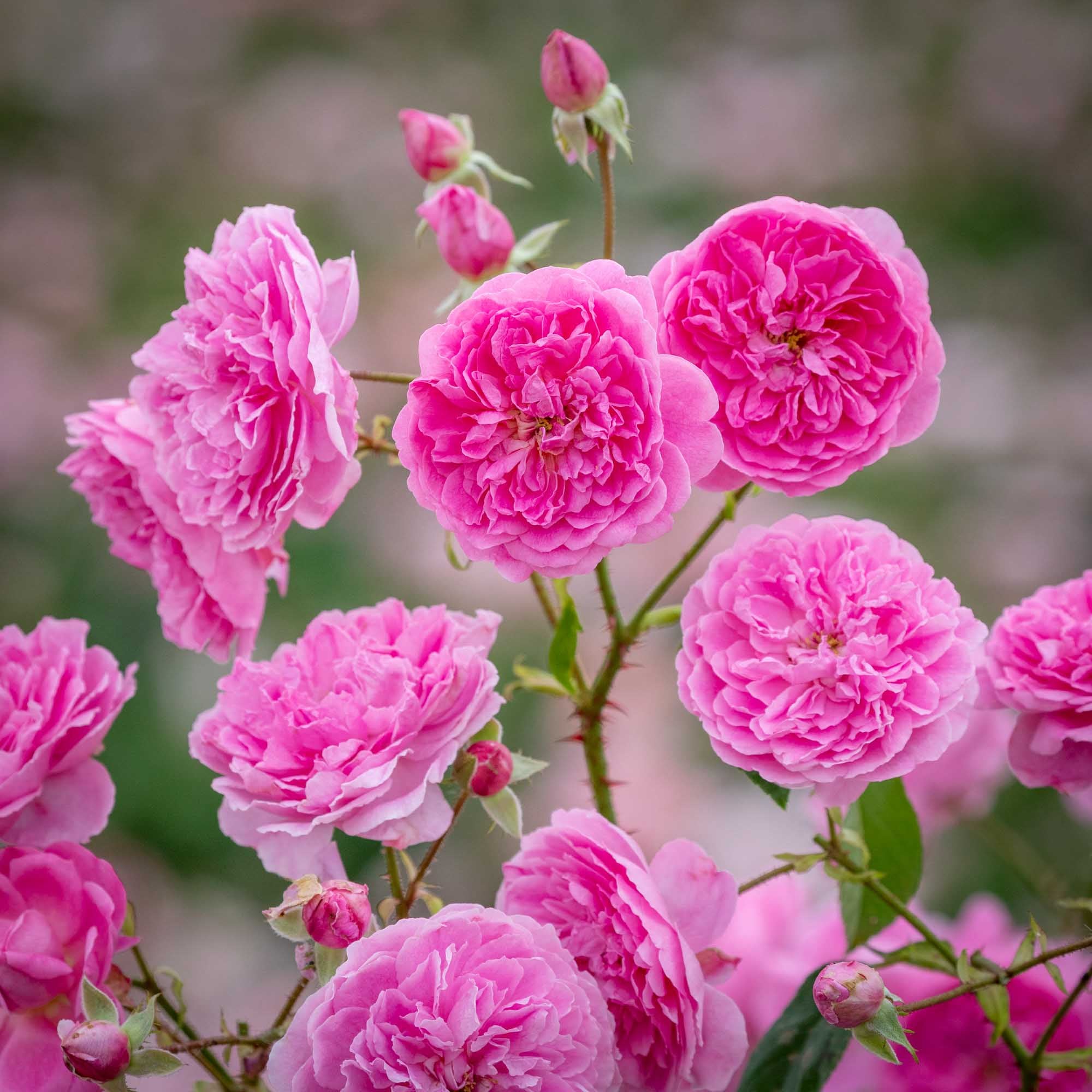 Harlow Carr™