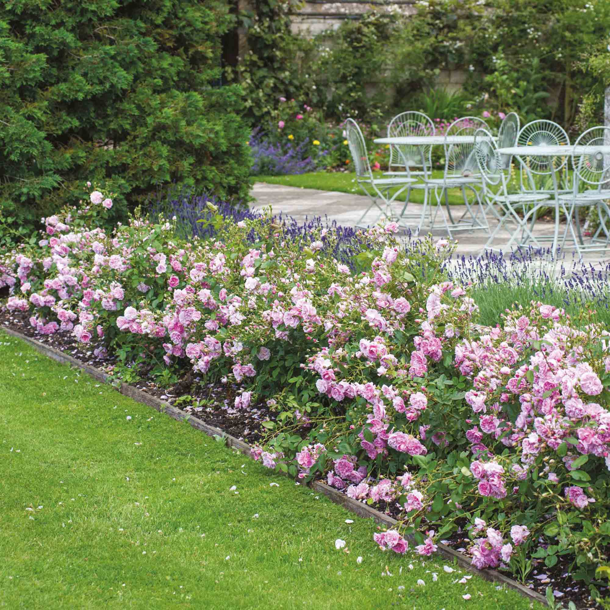 Harlow Carr™