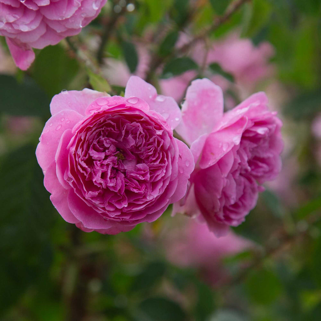 Harlow Carr™