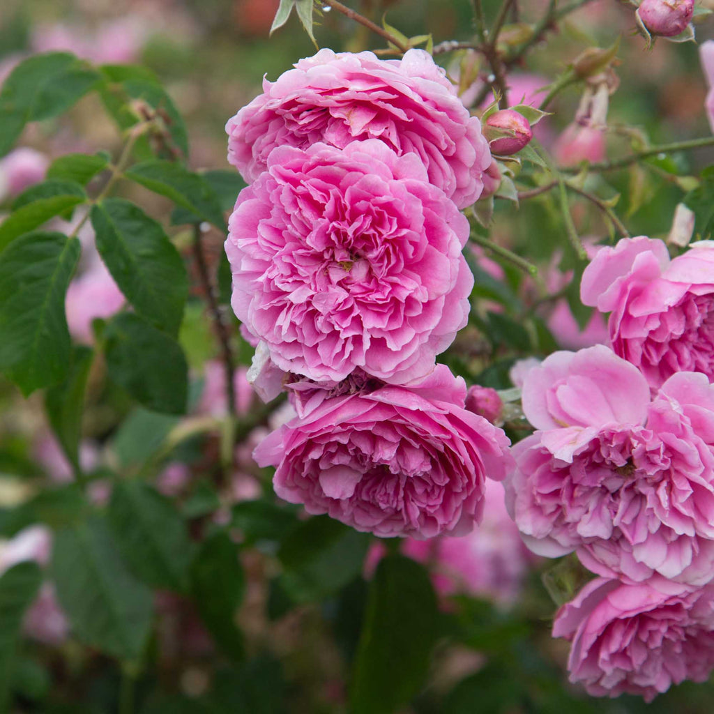 Harlow Carr™