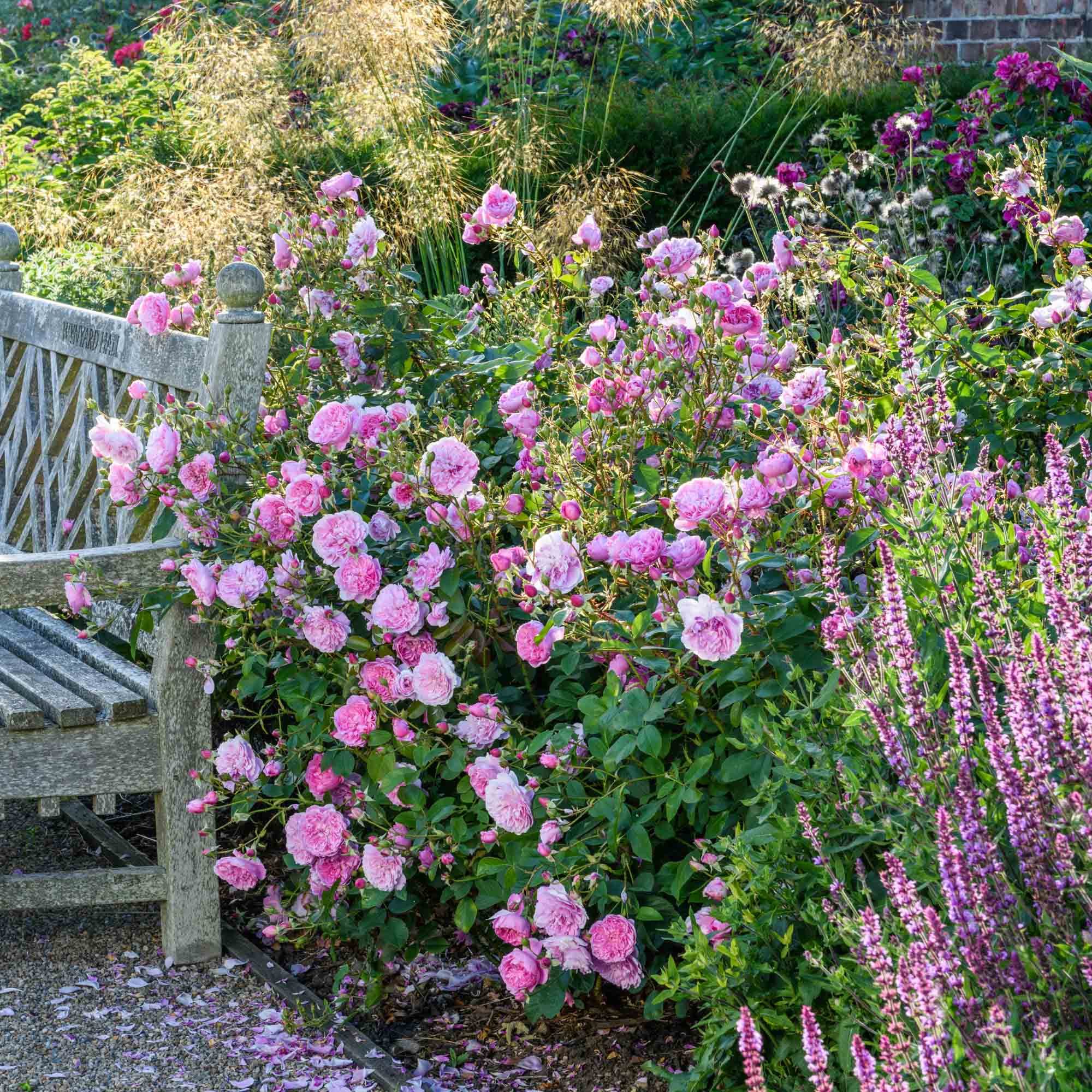 Harlow Carr™