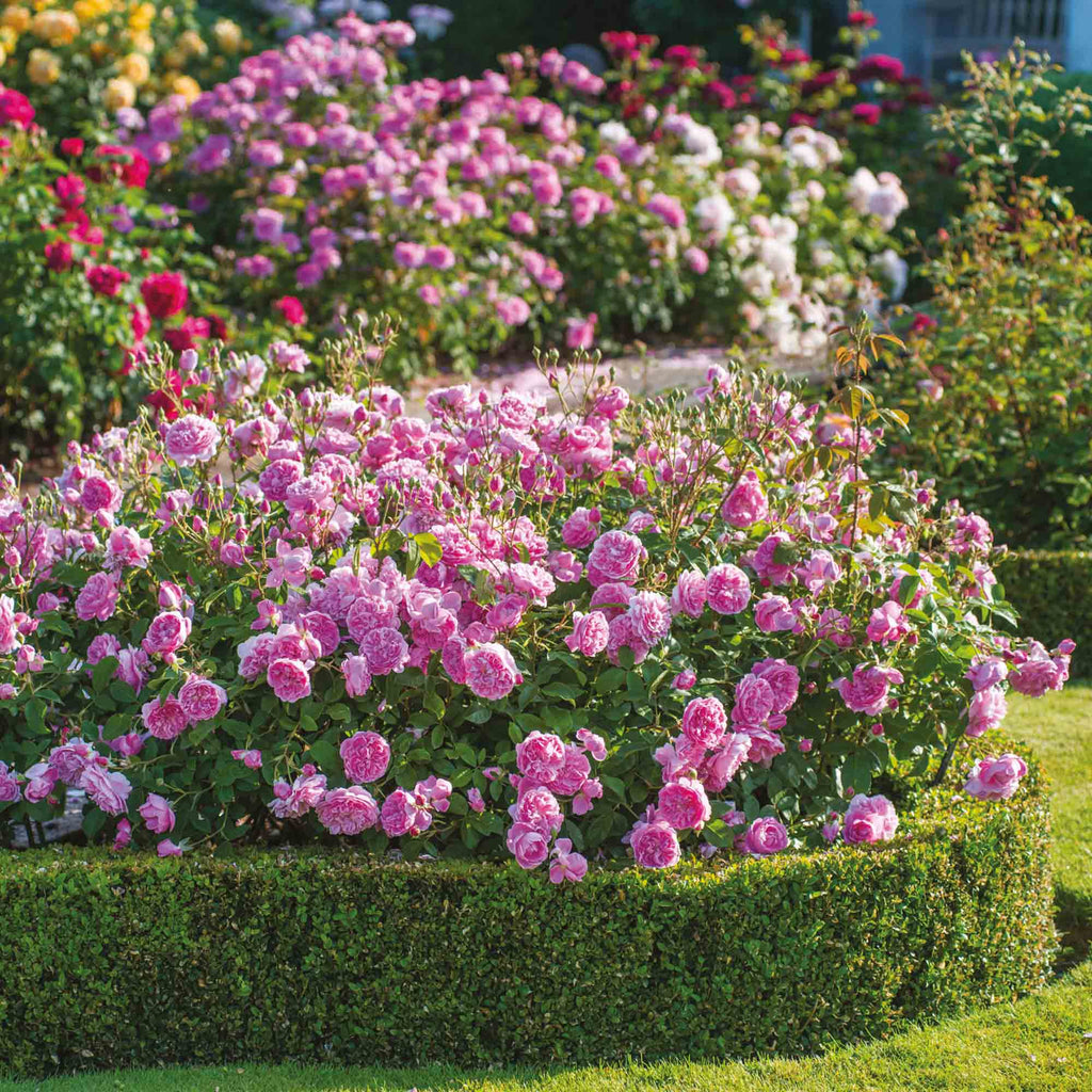 Harlow Carr™