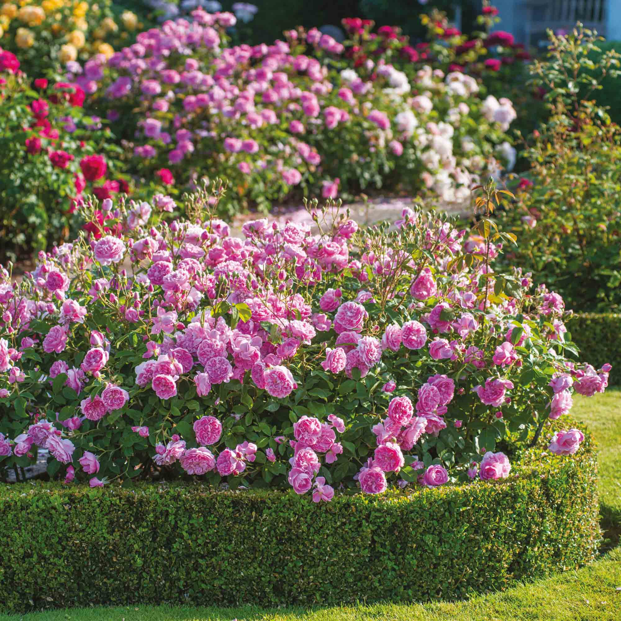 Harlow Carr™