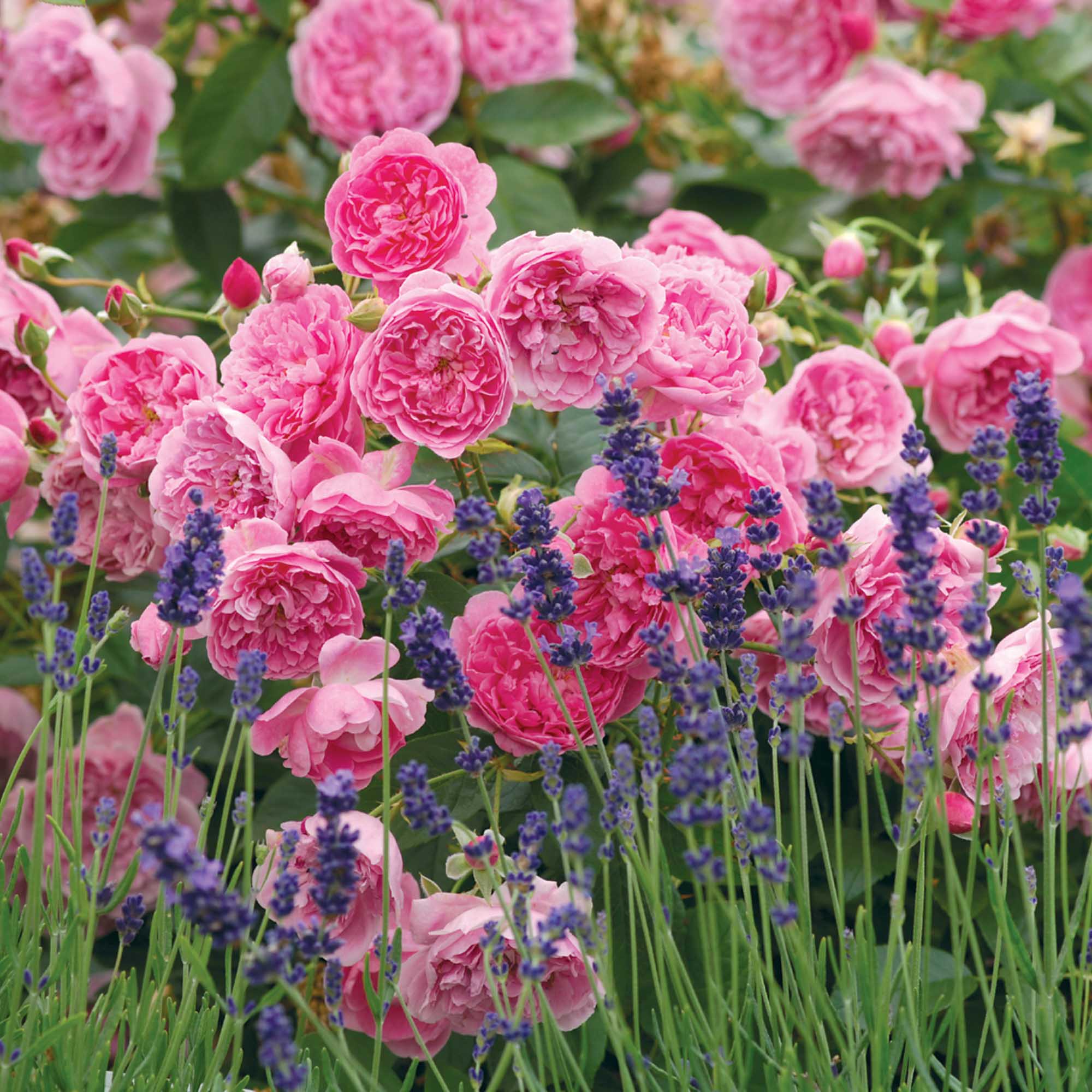 Harlow Carr™
