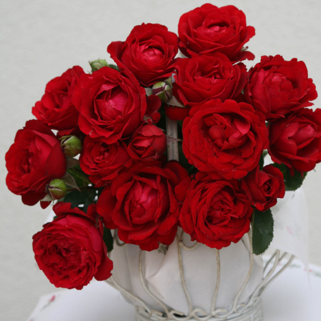 Eleganza® Heart Song™