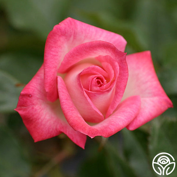 Heartbreaker – Heirloom