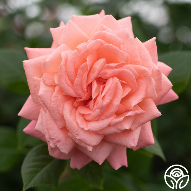 Heavenly Scented™