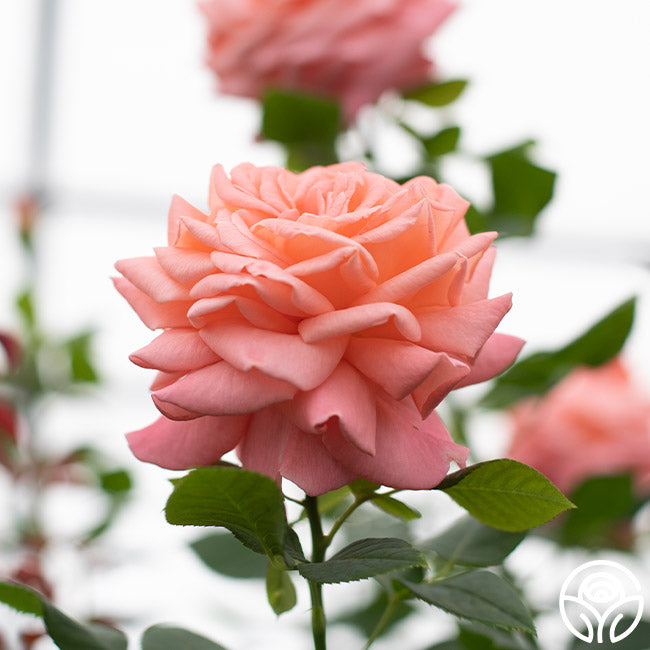 Heavenly Scented™