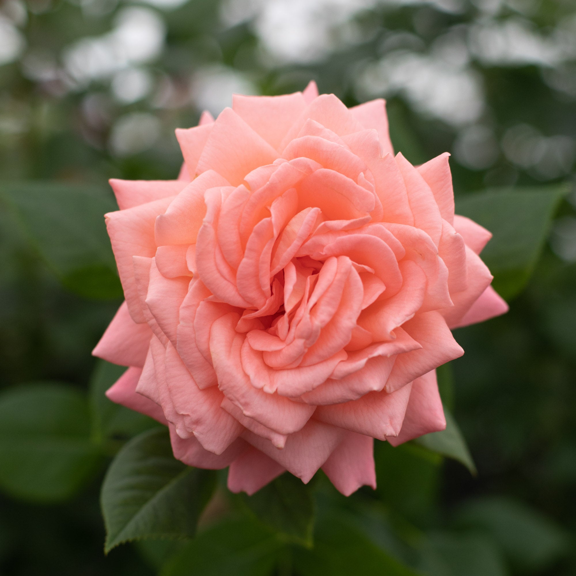 Heavenly Scented™