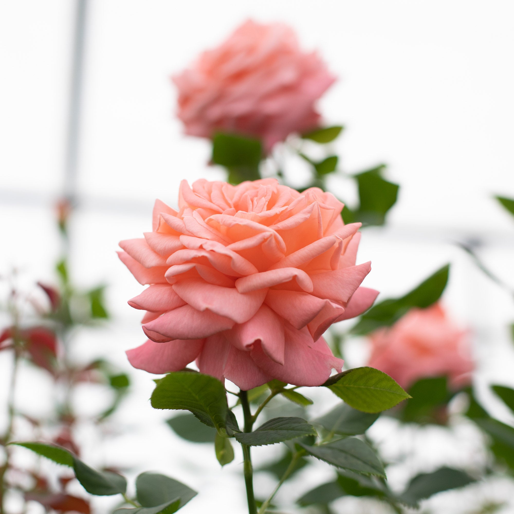 Heavenly Scented™