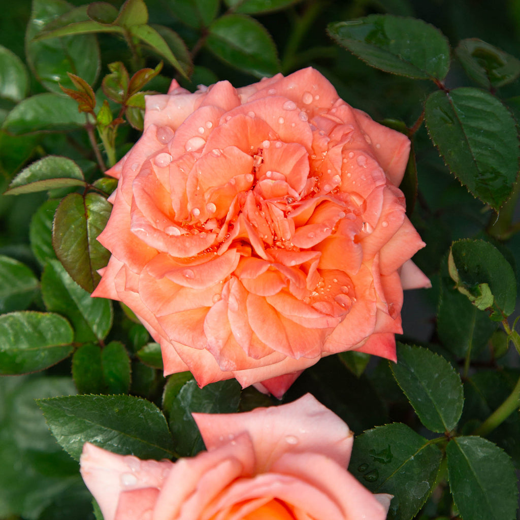 Heavenly Scented™