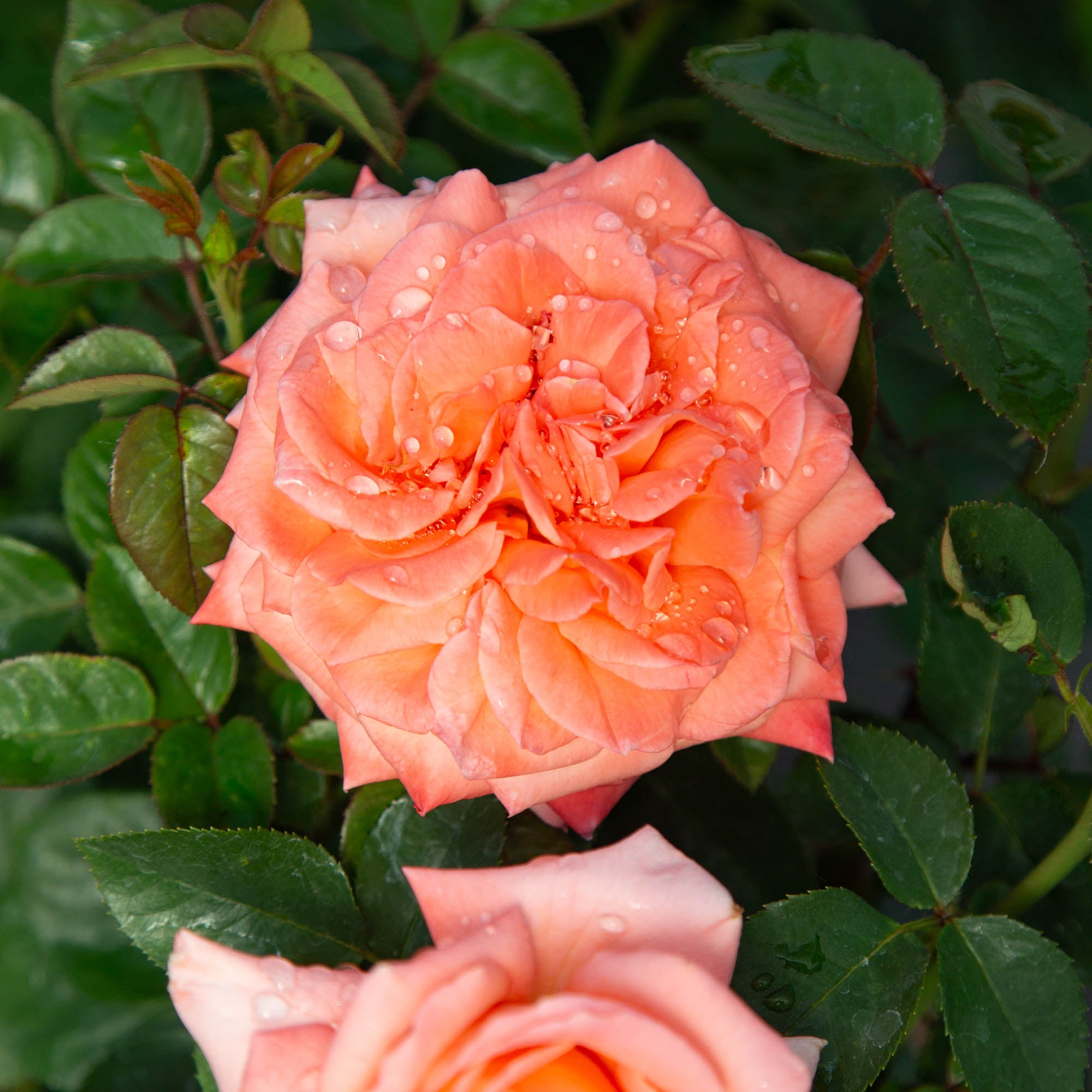 Heavenly Scented™