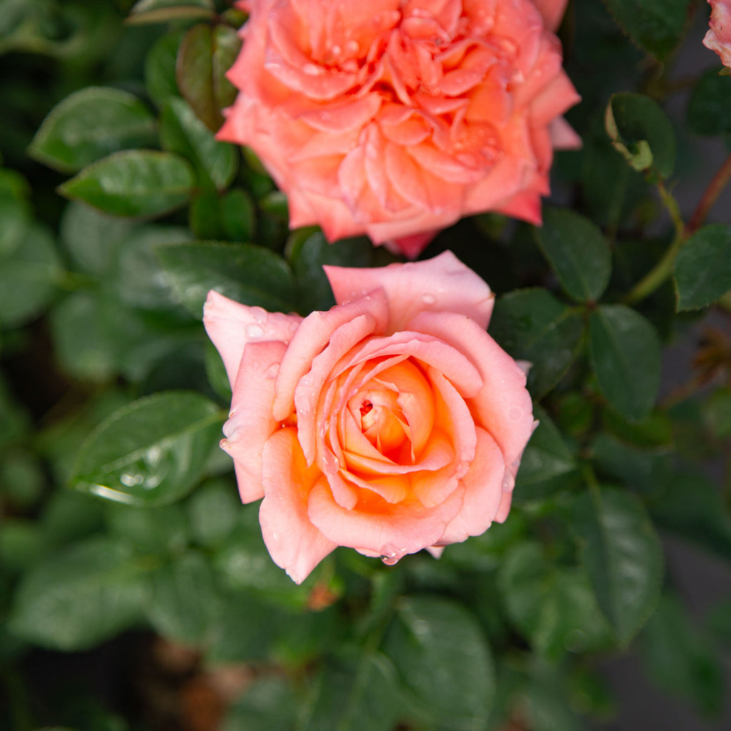Heavenly Scented™