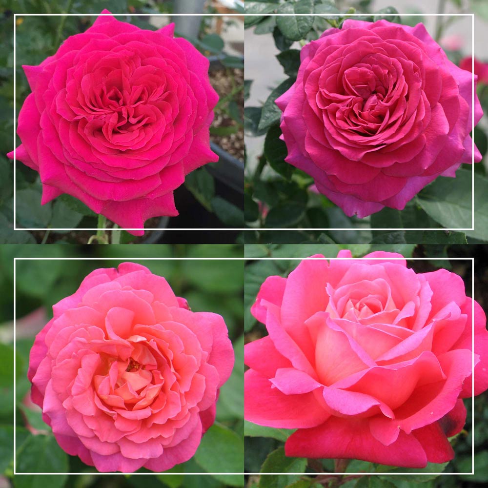 50th Anniversary Fragrant Roses Collection – Heirloom