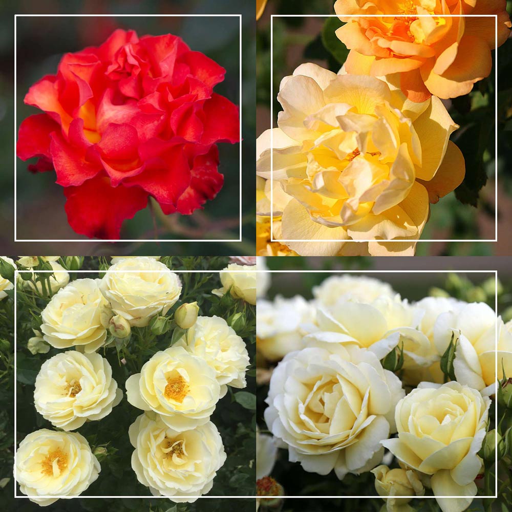 50th Anniversary Summer Collection – Heirloom Roses