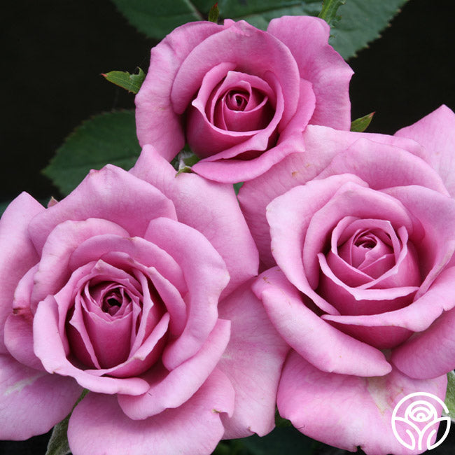 Heritabe Roses Herbie – Heirloom