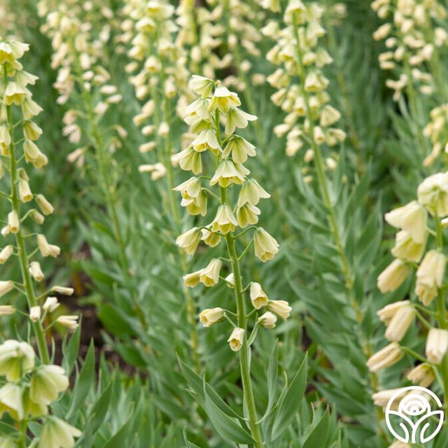 Fritillaria Persica Alba