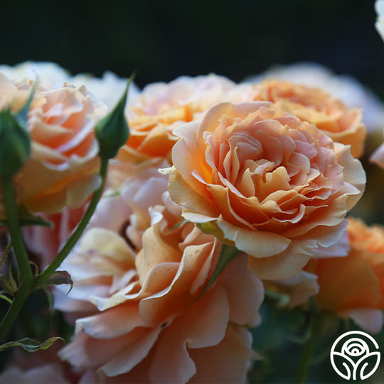 Honey Perfume Rose - Floribunda - Moderately Fragrant – Heirloom Roses