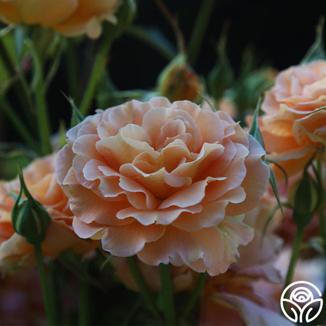 honey perfume rose seeds Honey Perfume™
