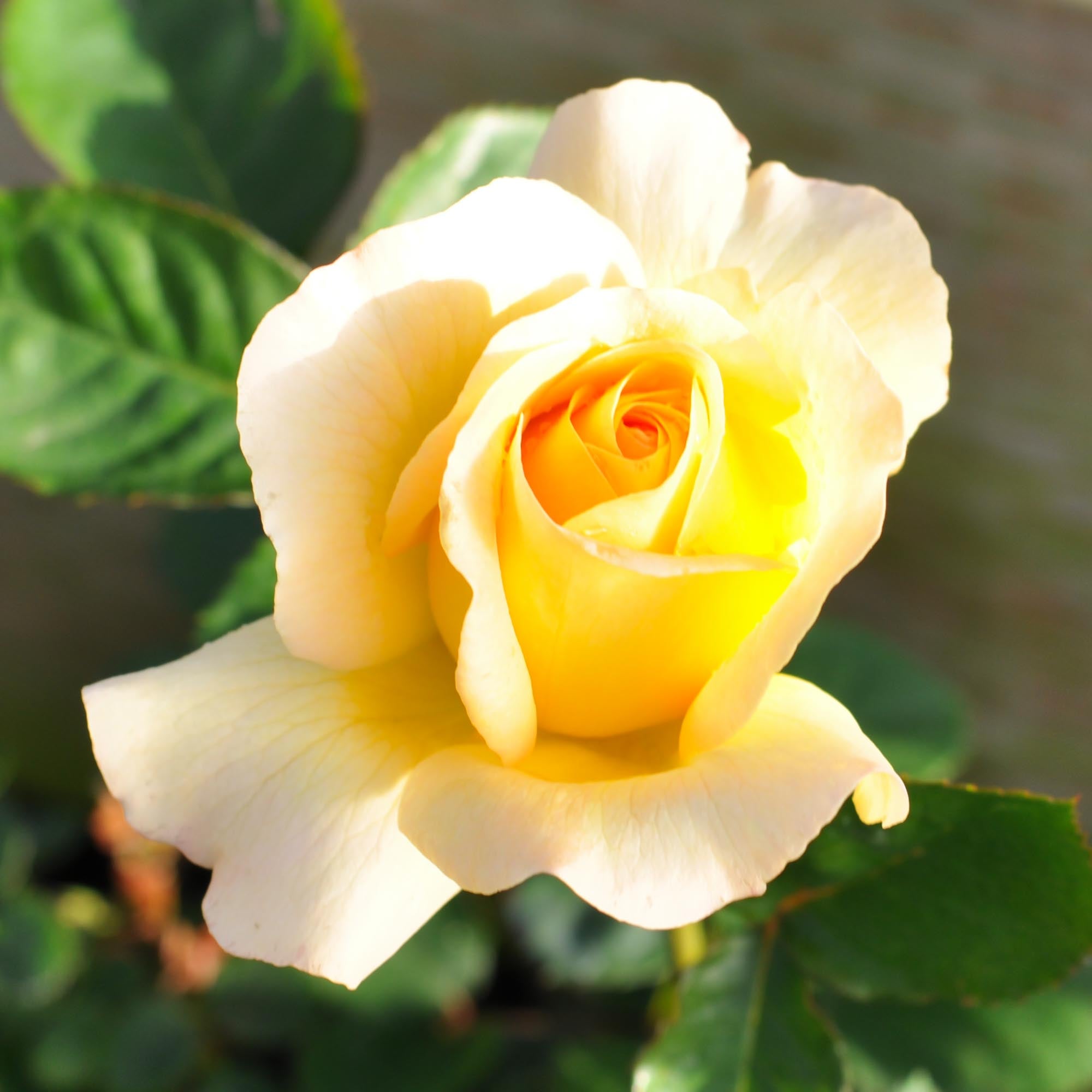 Honey Bouquet | Yellow Floribunda Rose Bush – Heirloom