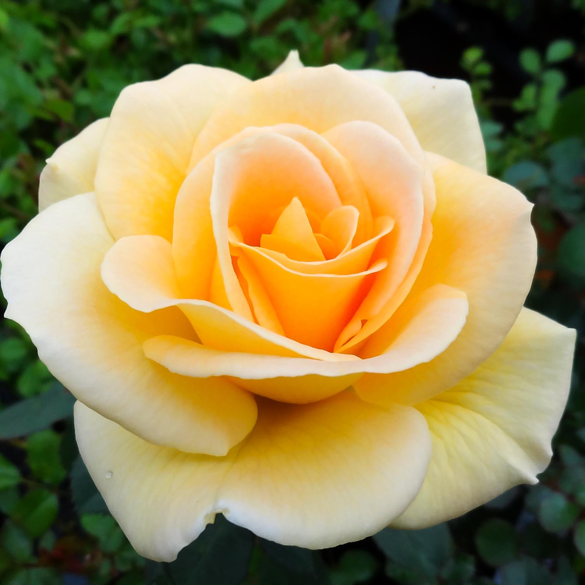 Honey Bouquet | Yellow Floribunda Rose Bush – Heirloom
