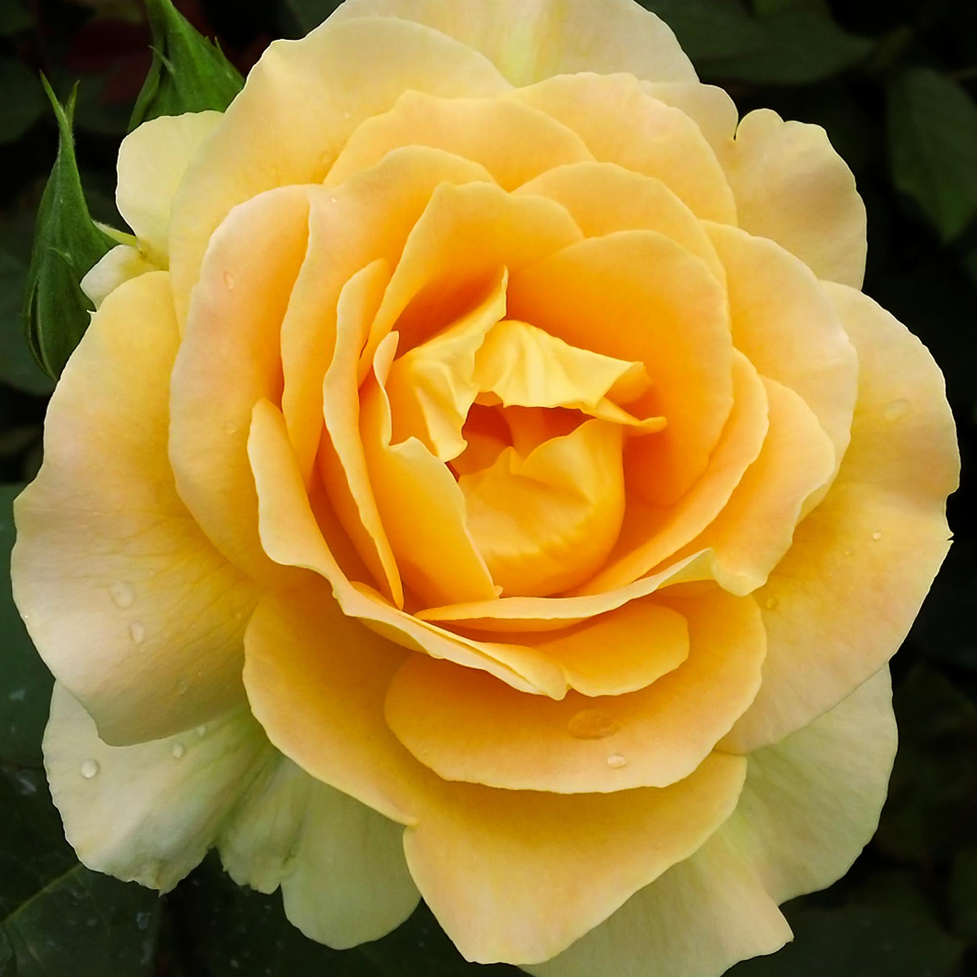 Honey Bouquet | Yellow Floribunda Rose Bush – Heirloom