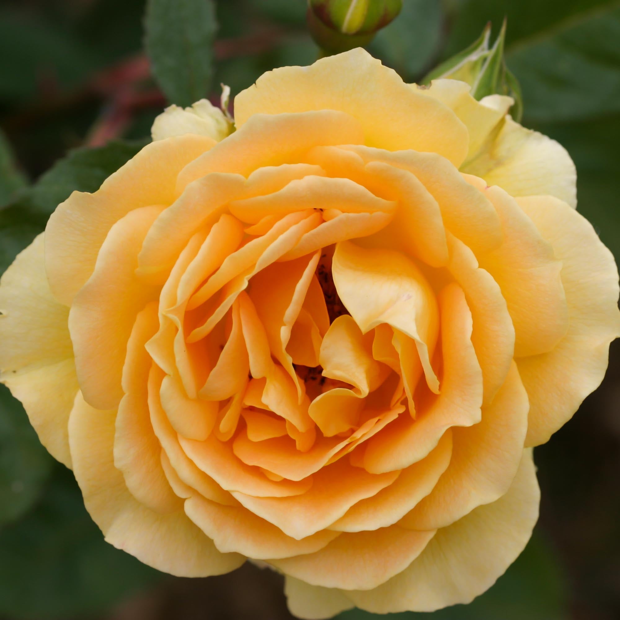 Honey Bouquet | Yellow Floribunda Rose Bush – Heirloom