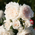 Arborose® Honeymoon