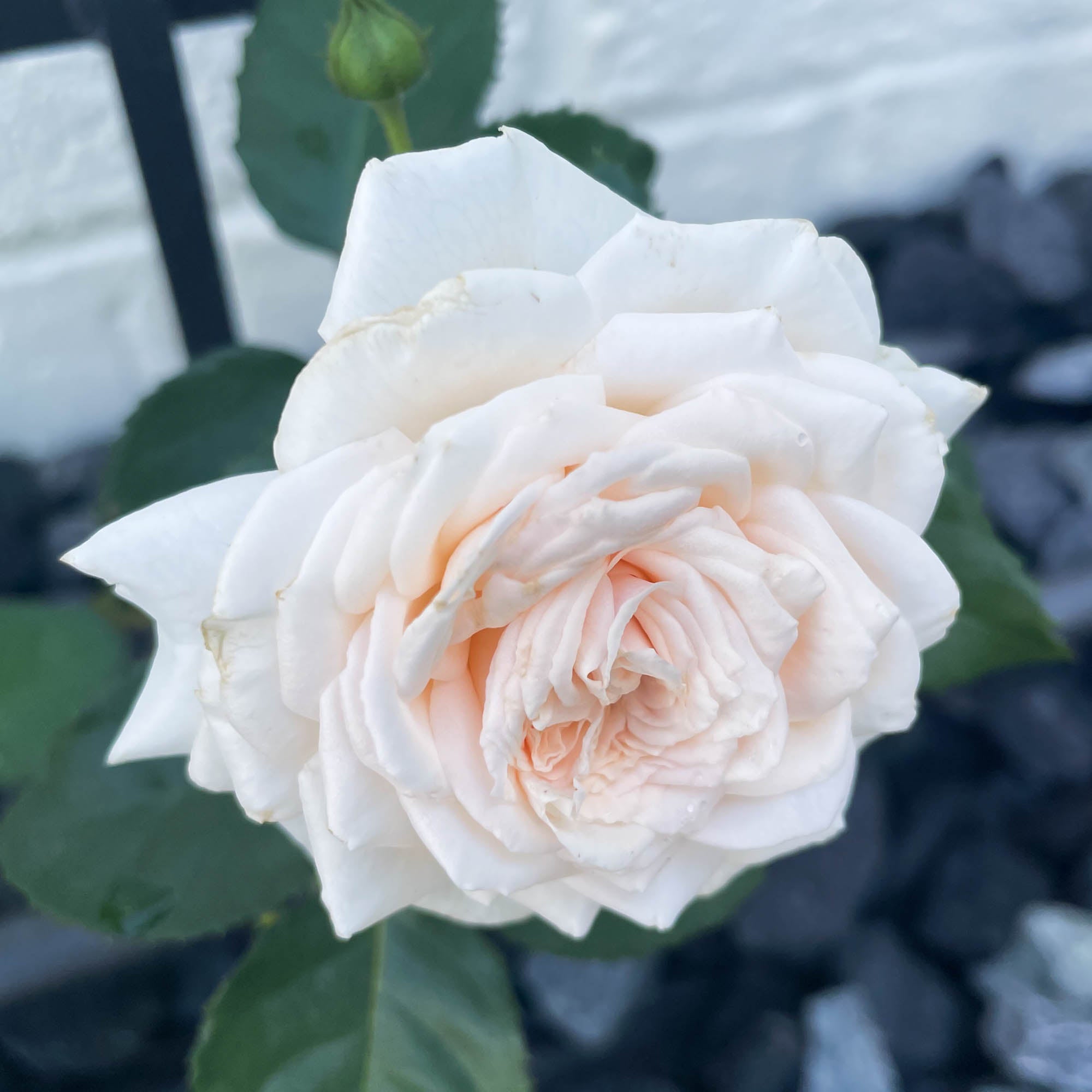 Arborose® Honeymoon