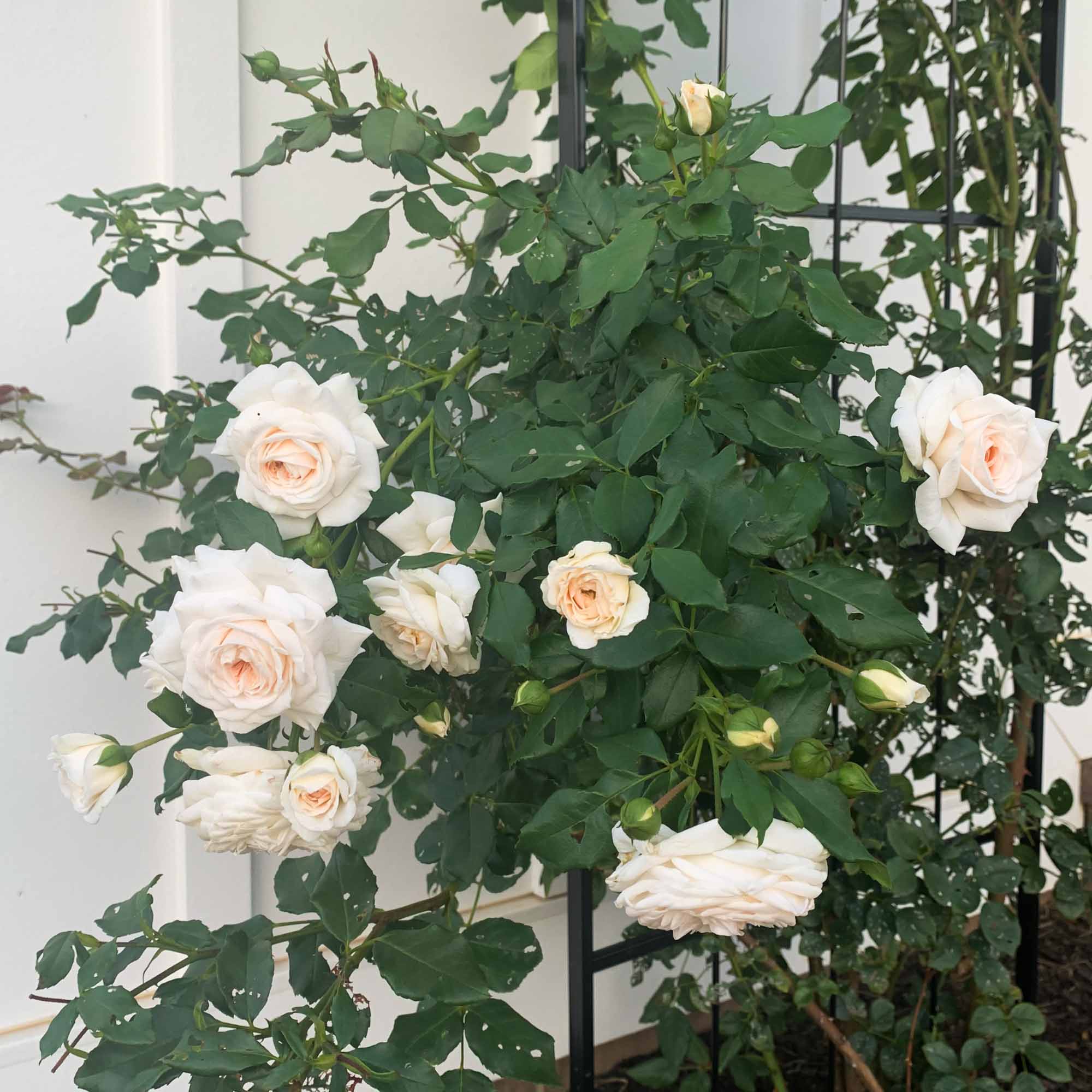 Arborose® Honeymoon