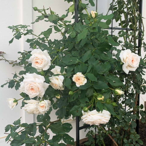 Arborose® Honeymoon