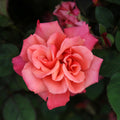 Honeysweet