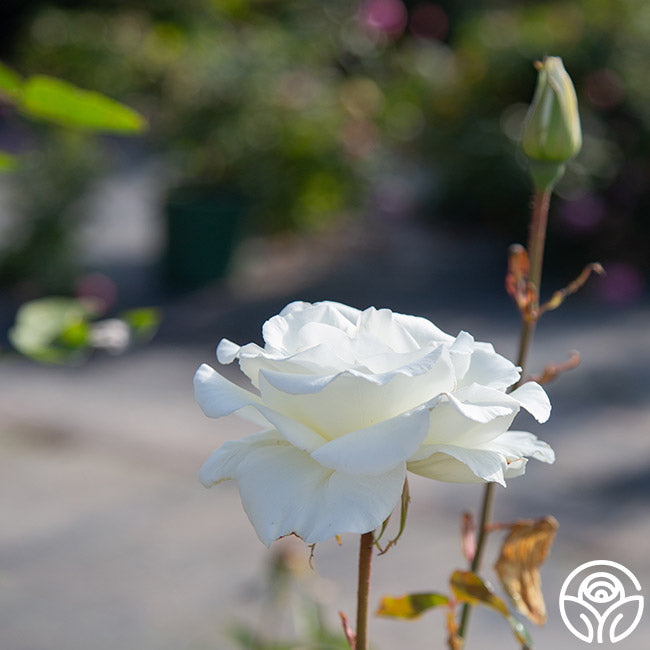 Offen【Reborn project】ROSE-pointed /WHITE 5 WHITE ROSE Rosa Bush Shrub Perennial Flower Seeds *Flat S