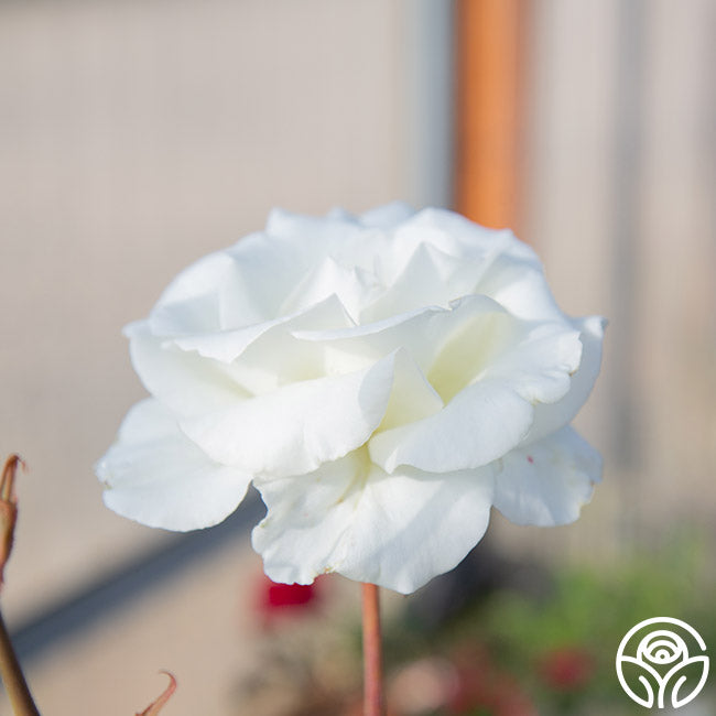 Honor Hybrid Tea Rose | White Rose Plant – Heirloom Roses