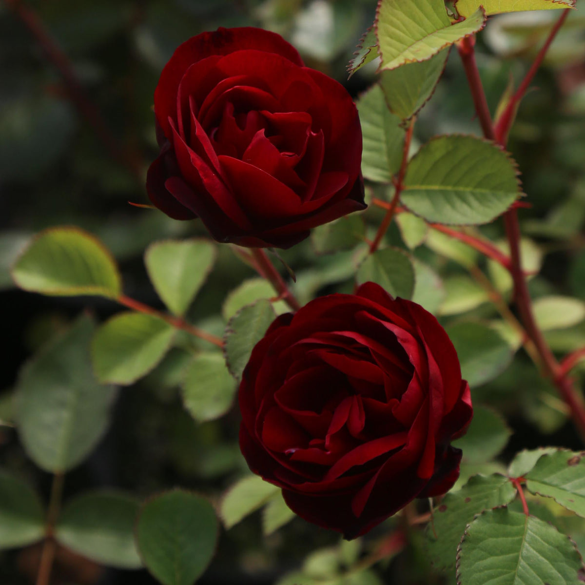 Hope For Humanity | Red Hardy Rose Bush – Heirloom