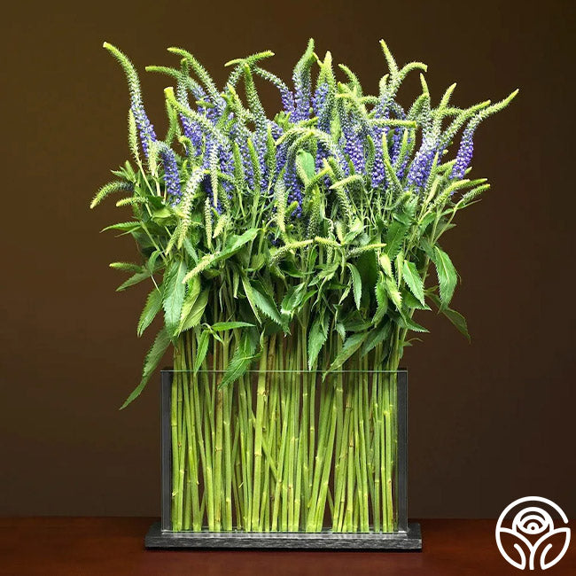 Horizontal Still Life Vase