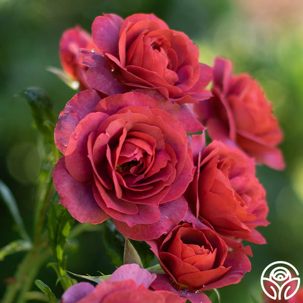 Hot Cocoa Floribunda Rose | Unique Orange Rose Plant – Heirloom Roses