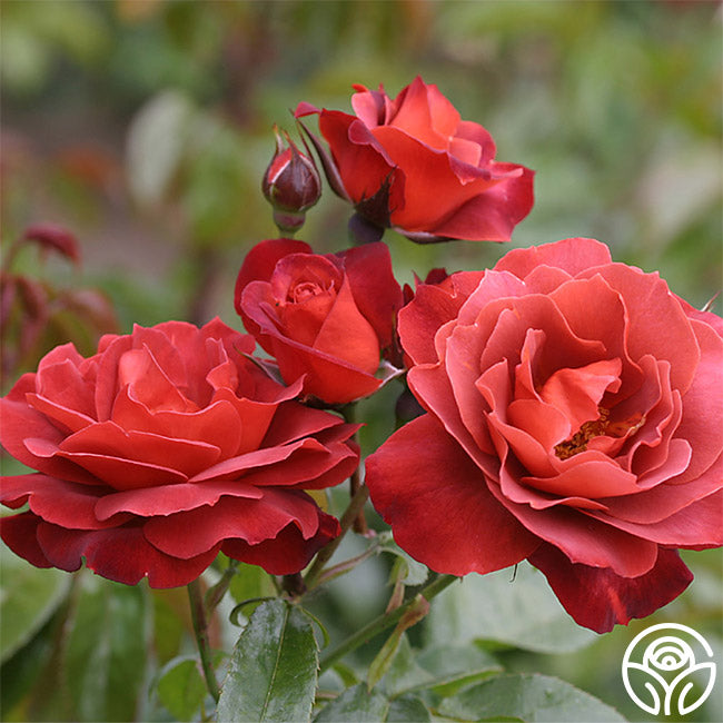 Heat-Tolerant Collection – Heirloom Roses